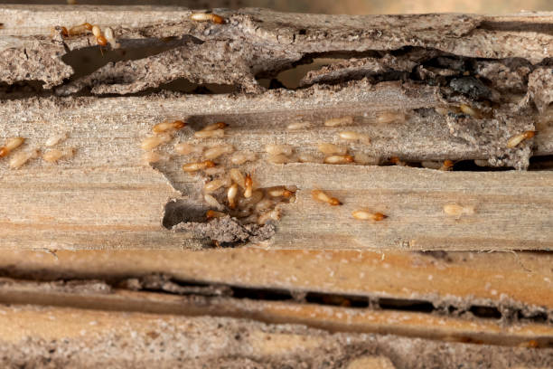 Best Local Pest Control Services  in Dalhart, TX